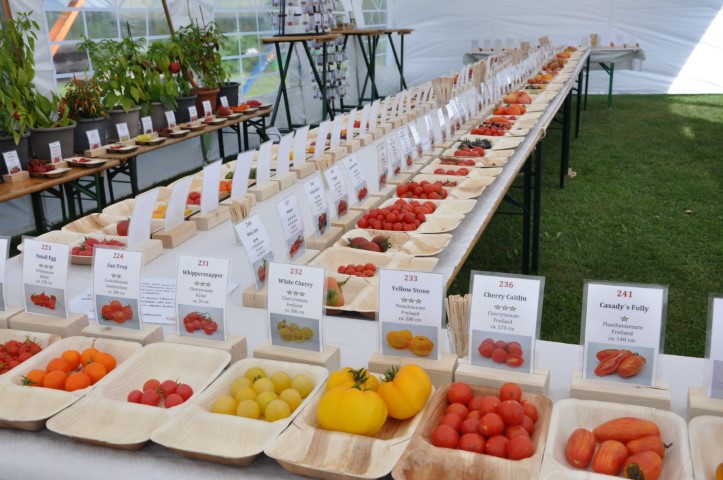 Tomatentag 2025 - Sortenvielfalt